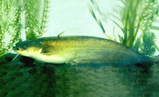 鲶鱼 百种常见水陆空动物的生活习性 持续添加中